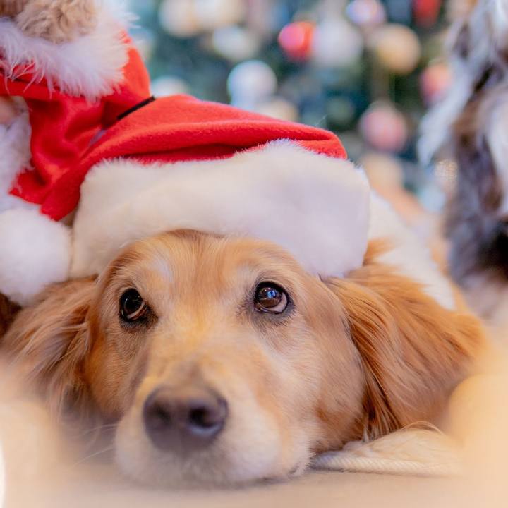 82e9c4e2 dbc2 4d60 8874 107b6897e6f2 1640261805299