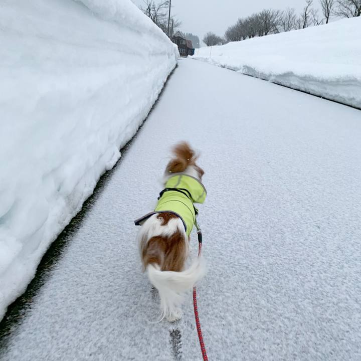 82ea70d2 d806 4c74 833e 9072c34b9be1 1610922093865