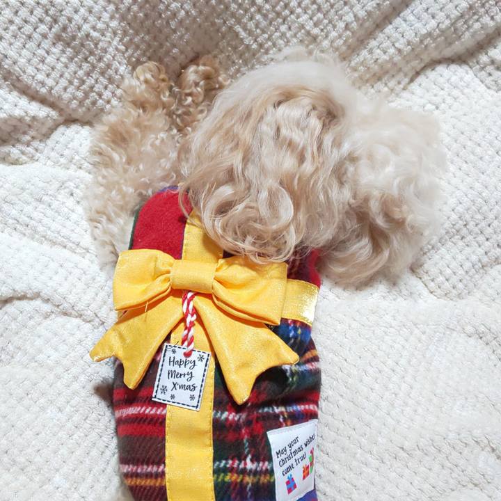 82eadf12 de81 438e 9c08 1807675e38aa 1671525338376