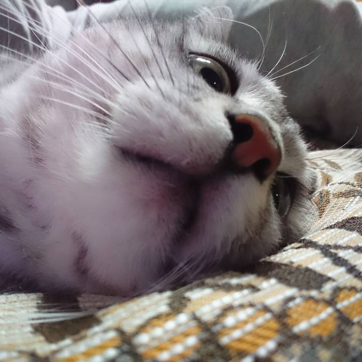 82eb110c 0e03 4811 9295 b6f4f3e1ed2f 1544017719234