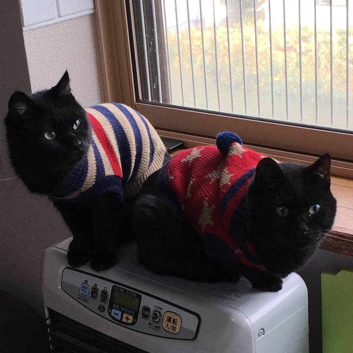 82ec5224 5682 4fdb aad5 fde85d2659df 1539814655316