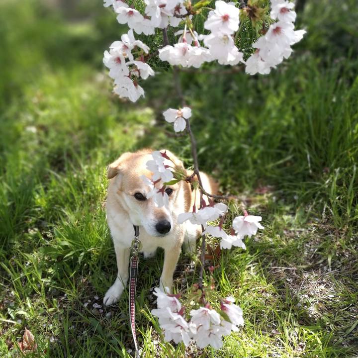 82ece36a be63 47aa 96bd f9f12b6c440a 1554943937883