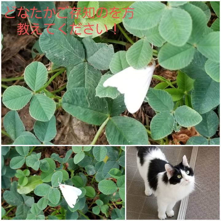 82ed157b ac61 4a8f b1e3 a9712c5f45df 1598568825641