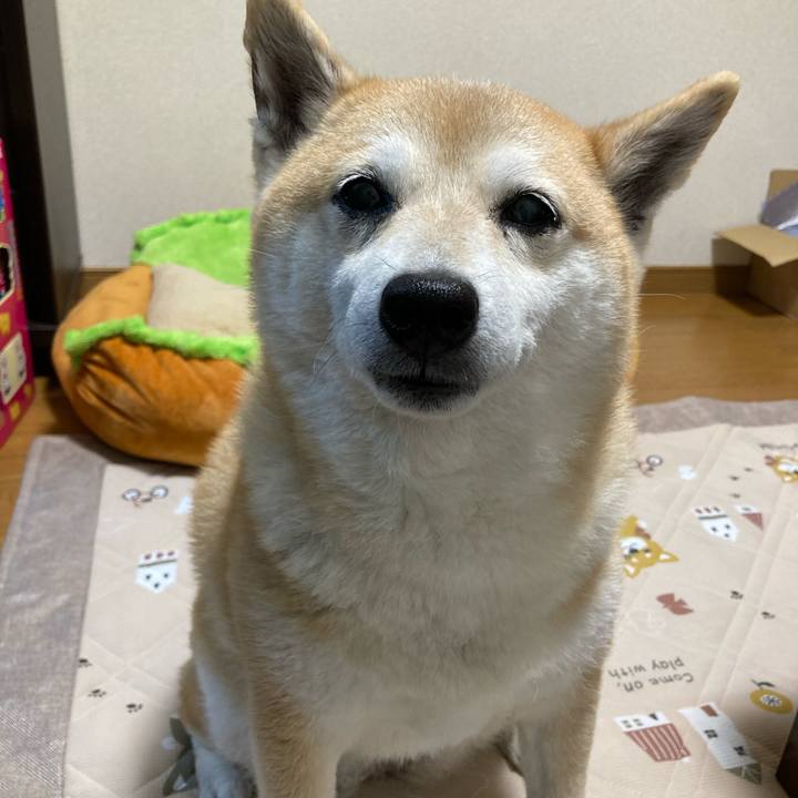 82ed9d88 6975 473c 8cea 81a1f77a0b4f 1621509892784