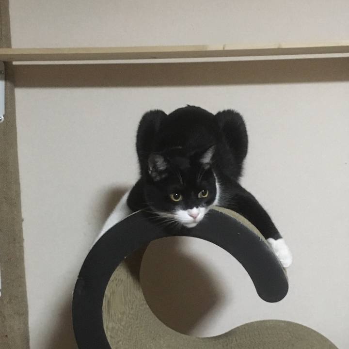 82effe45 8ae2 4cdb a7b1 7c930c17b106 1545724490195