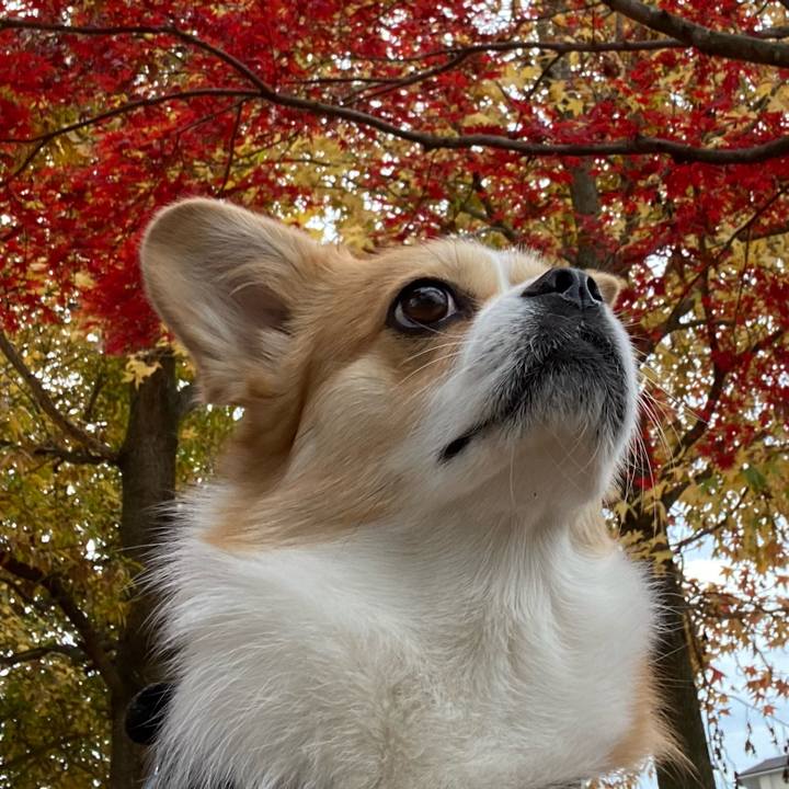 82f02bcc 958c 423d 9e4a e9e4fcbcdf1f 1605963749747