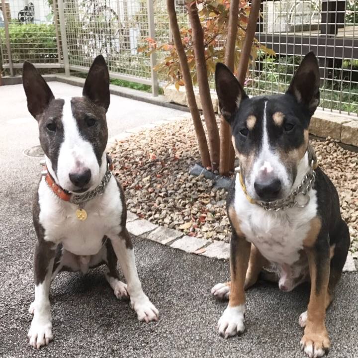 82f1819c 1ce8 4867 9f05 d8ec0fc1782e 1509609658984