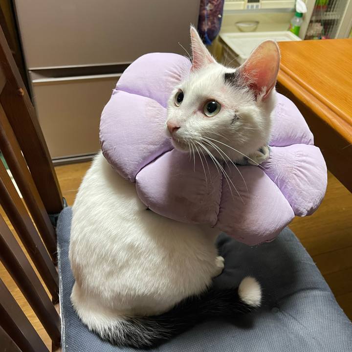 82f2a512 0682 40be a632 08edec8ec365 1761086831137