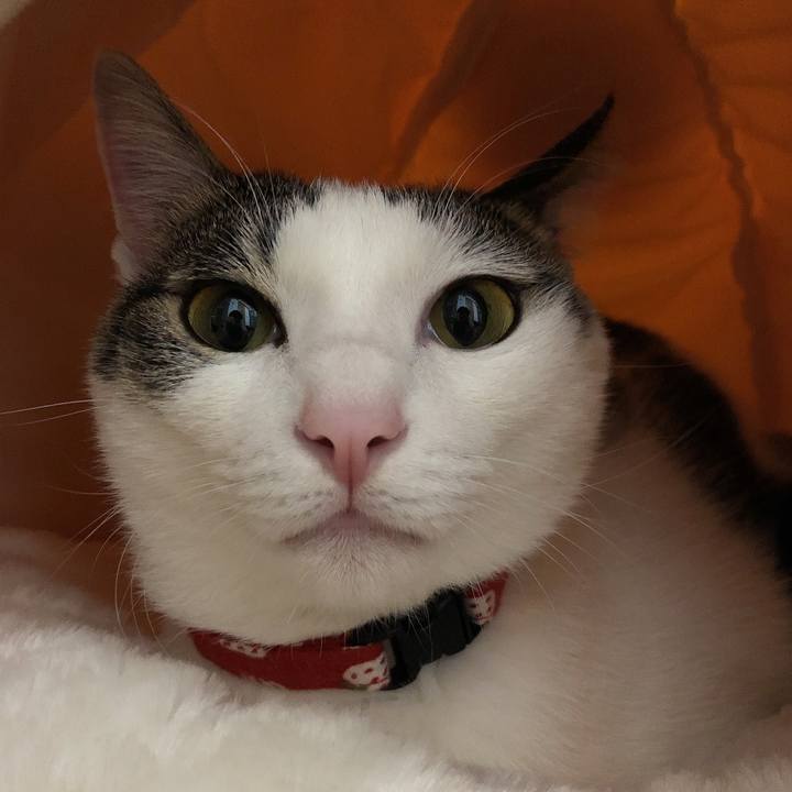 82f419bc e985 476c a5ea 7a6c2bcf3ea7 1605007574391