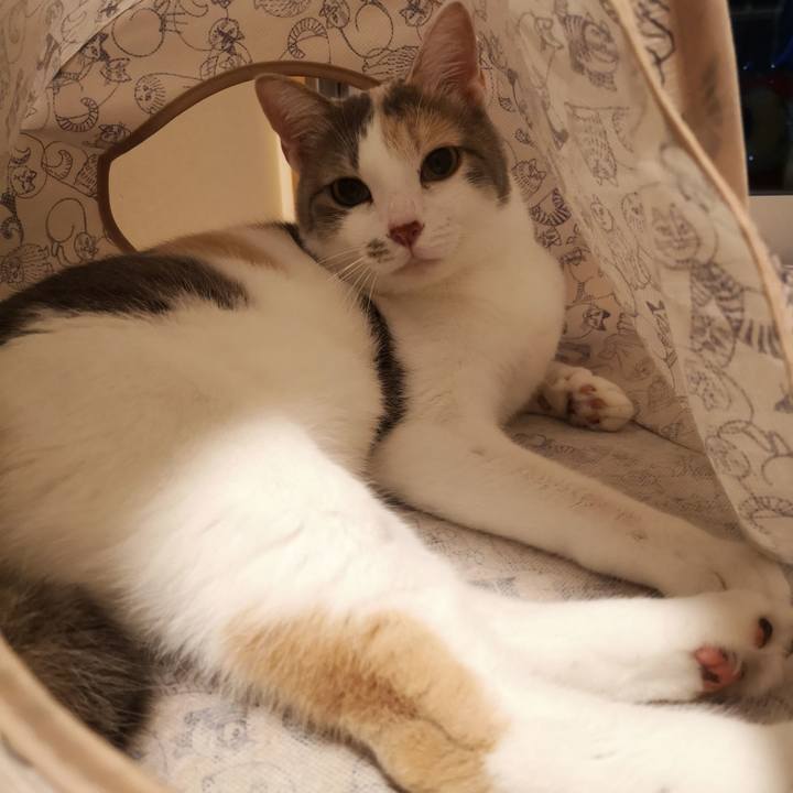 82f81b02 36c3 4e19 afe3 aa28c0f7544c 1559742555932