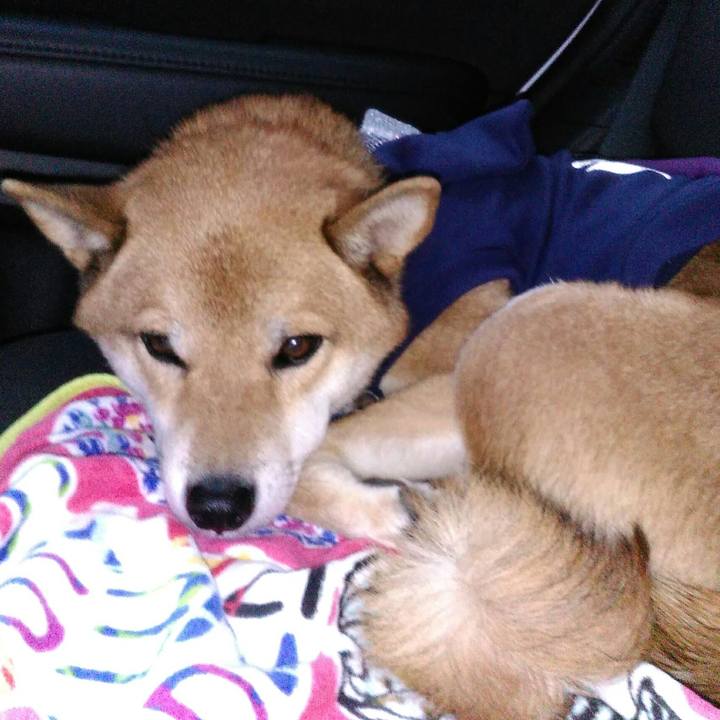 82f8db4c 4c25 4620 9039 66c320e3d990 1509148657601