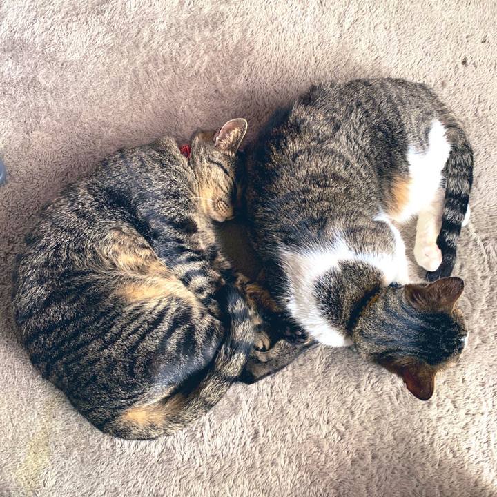 82ffa47a 5343 4a7b ac5b 8d67c323a5d1 1594554768871