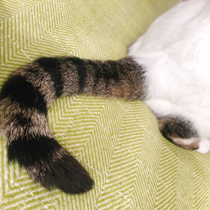 82ffb8e1 c253 4b70 bb43 229a02c00c2c 1603680819837