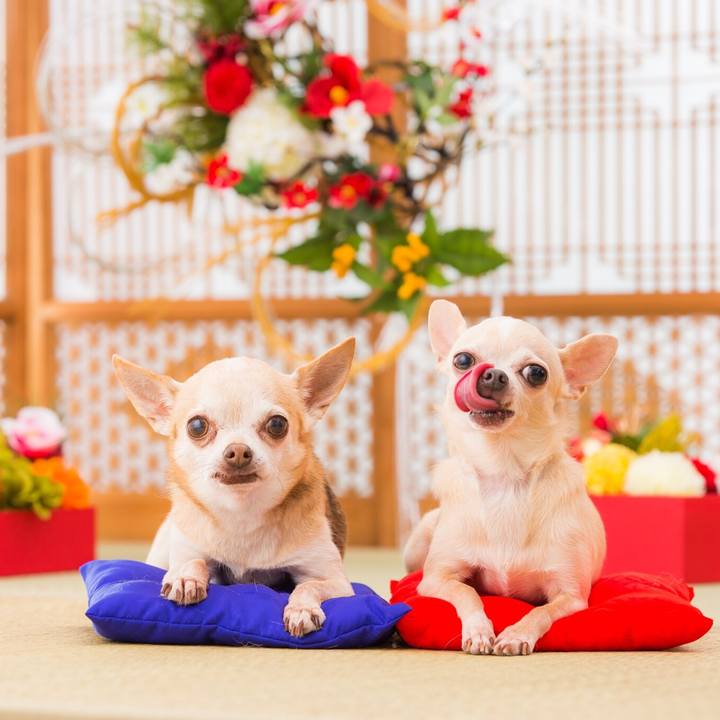 83067cf4 e2fa 4873 b54b 4c81856e453d 1546295747410