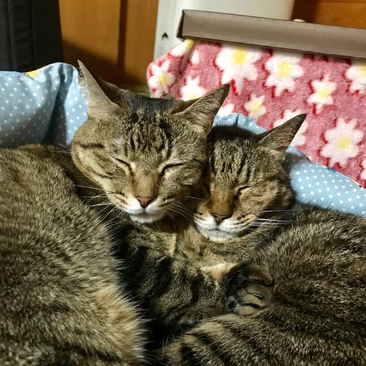 830bafe5 4e0b 486e be00 1ed60161c7d1 1509444756223