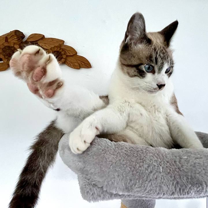 830d8cfe 2a36 40fe a096 bfa9e04a8a20 1762160534768