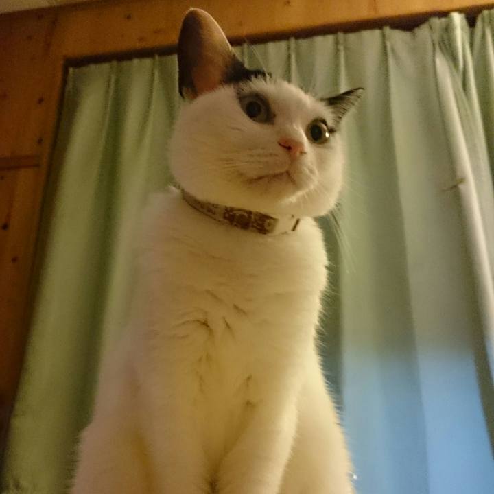 830ec7cb 94f7 42ff 95de fdf45b633537 1509794729676