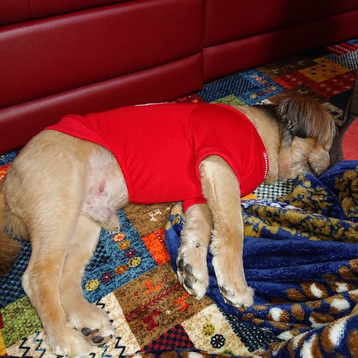 830ee3b8 bd06 4ffa bedc 73cb96b5bc42 1606653321438