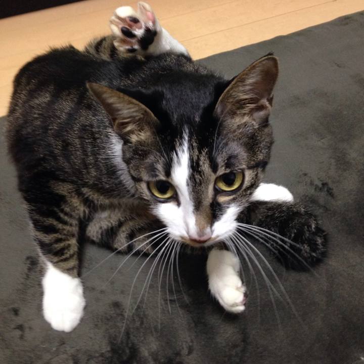 830fc531 8744 4328 a22e f79724cc7691 1513589119444