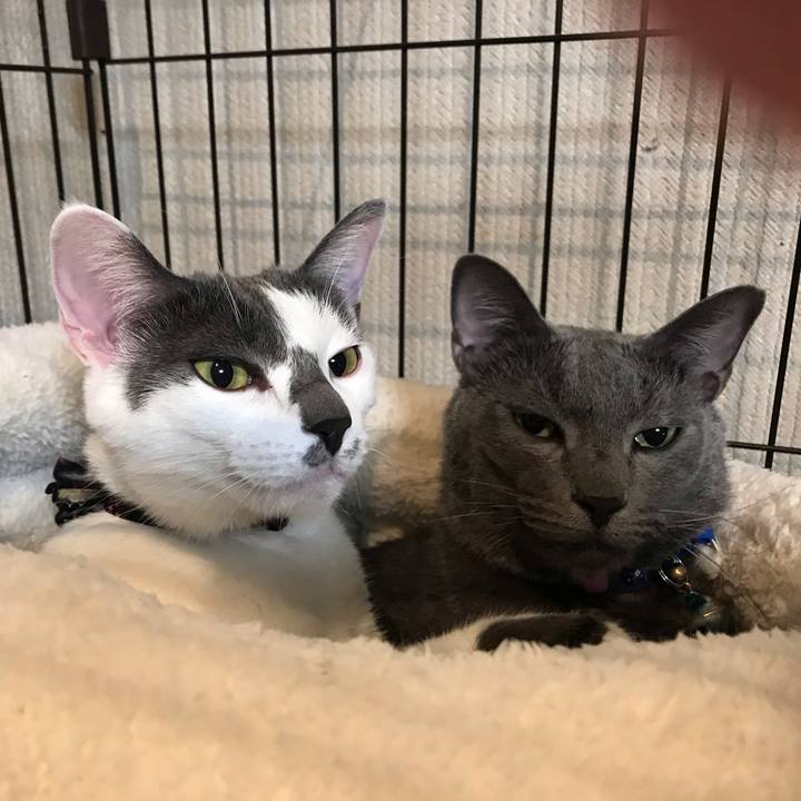 831397f9 dc0f 40d0 9e99 d51227e4fcaf 1542029568911