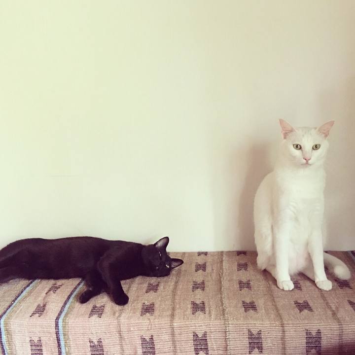 8313c458 8fe9 4c6e 94d1 67139c1f525a 1530578223808