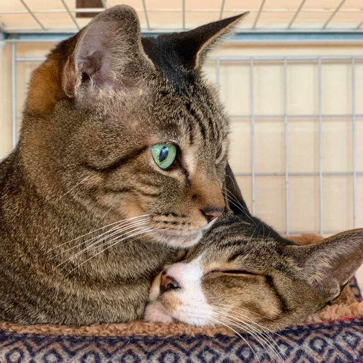 8316cc91 a545 48da 953e c94334d4b28c 1544662643820