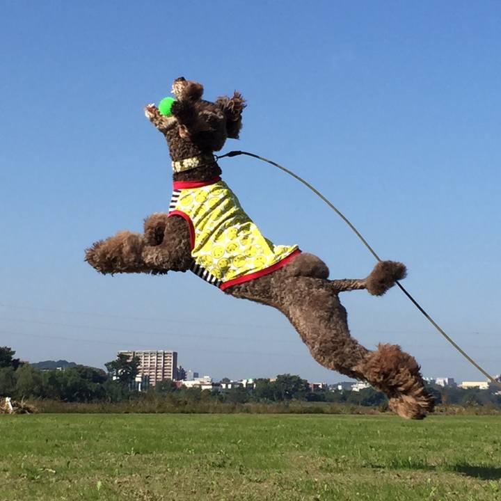 8317ab4c 2100 40d5 bf0d 87a4757b5285 1509013985071