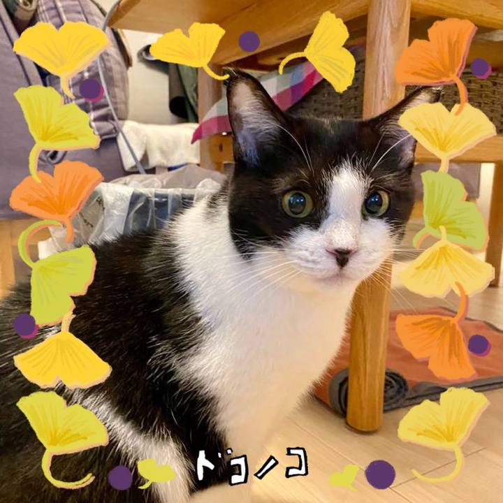 83220526 7ec2 49db 8ecf a58bbf1f4f2d 1730721794616