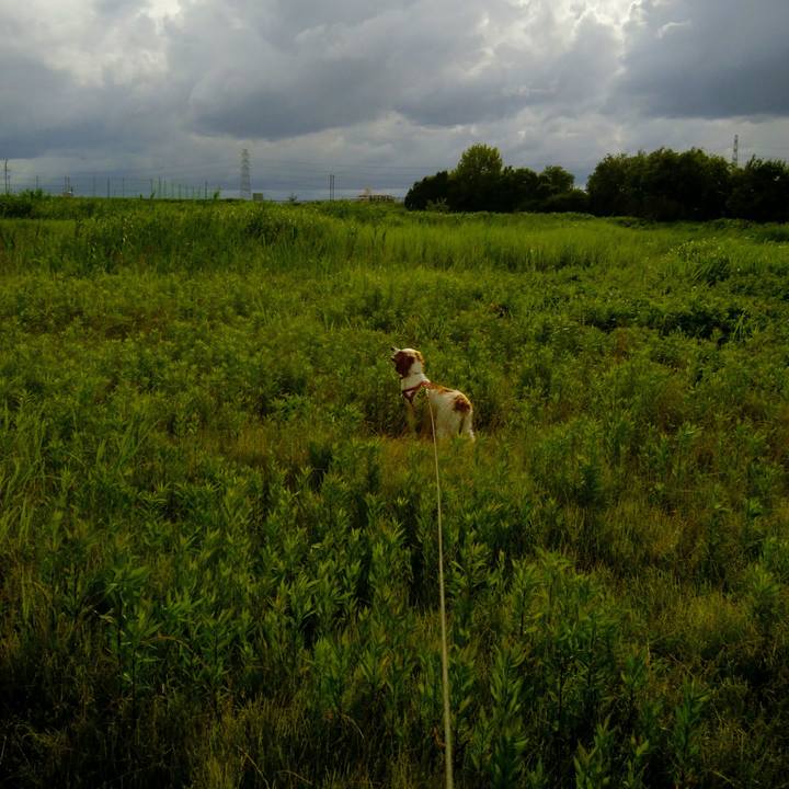 832385f6 7e39 4267 9661 a9c3a0982160 1530274457964