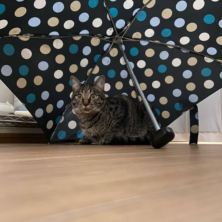 83291935 5506 4b53 af3f b947199d326c 1624022756317