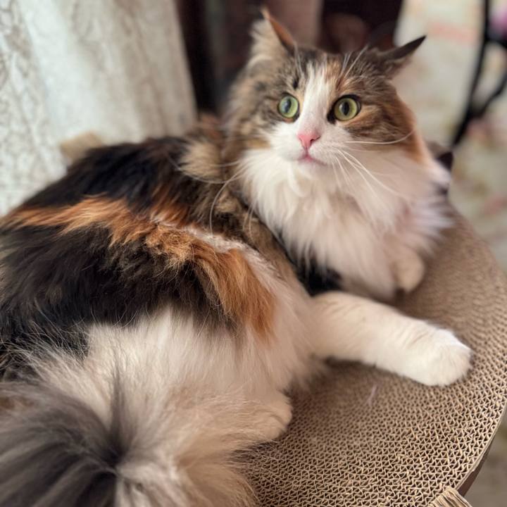 832928a4 b27a 493d ab34 d60b0bcffed2 1771308889443