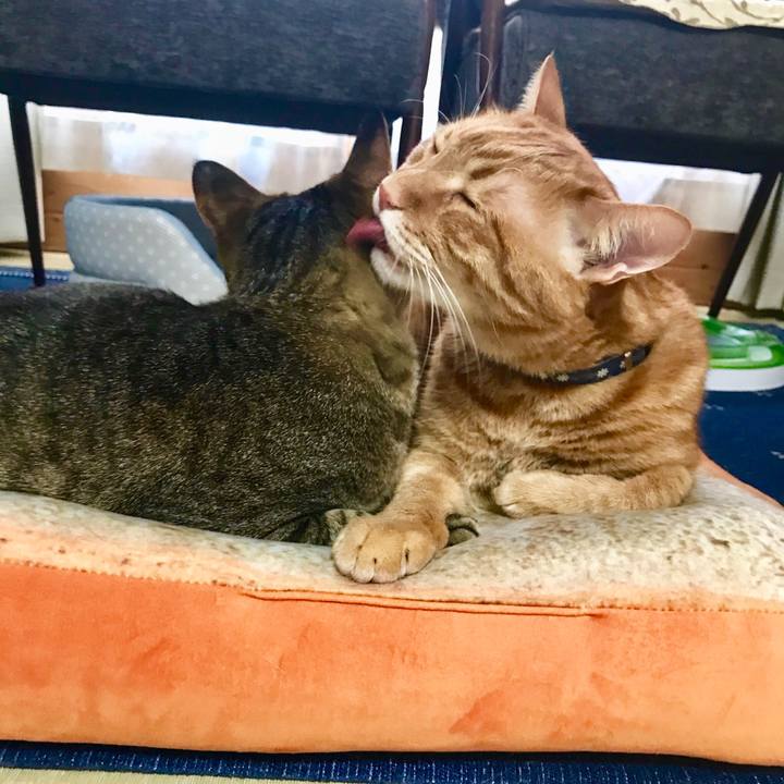 832a333b 1f88 47ae ac68 5f5047377611 1527135263775