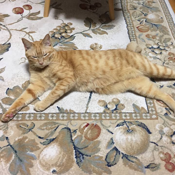 832aafe8 4220 4d73 b380 4a8cd389cf1a 1531749112919