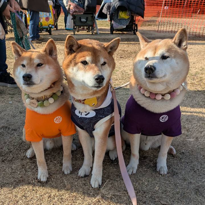 832b89c7 7e4c 4fd6 9f08 505a822bfa38 1741618374601