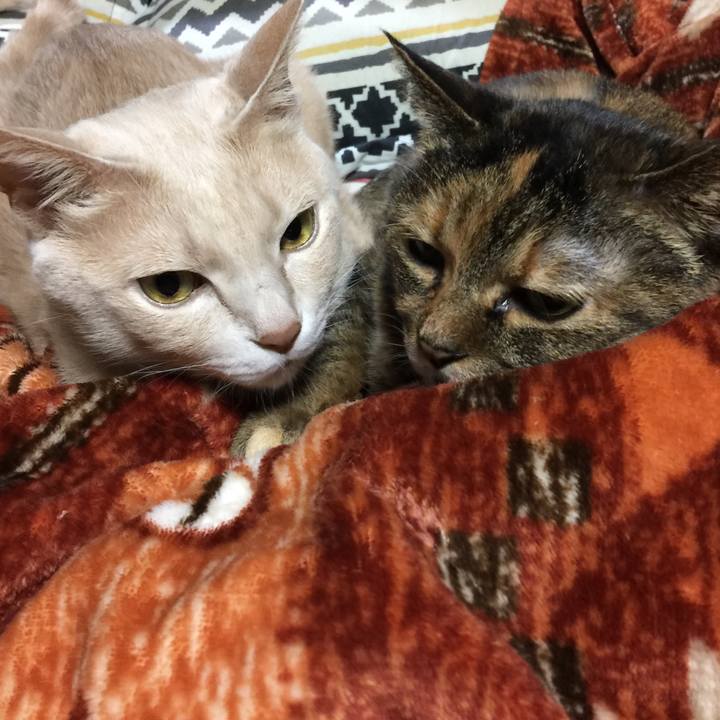 832c9a6a c096 4658 8a84 a04e98ee296c 1578313380099