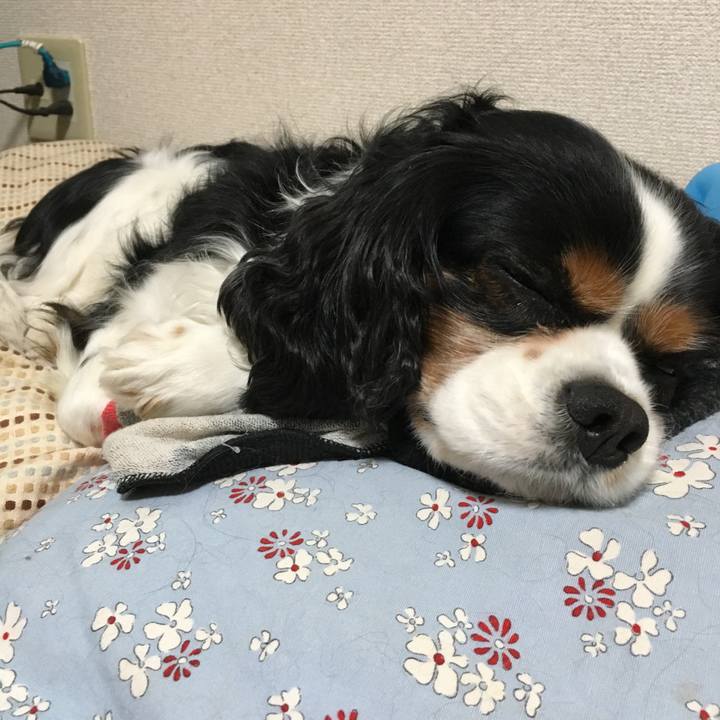 832d11e8 2b8c 49b8 89ac 1b03b783569f 1517057259811