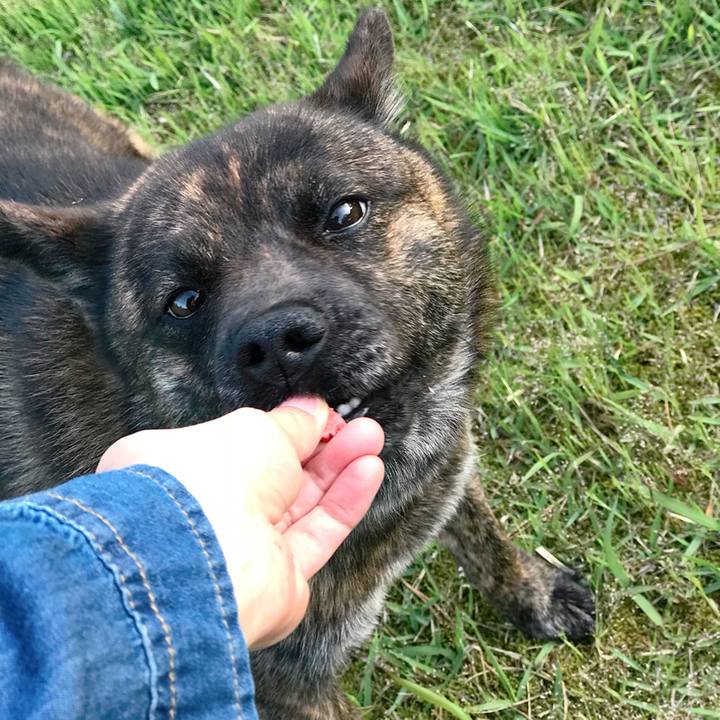 832e2a27 c3b2 4689 8126 3ec4e51a7bd9 1526383605299