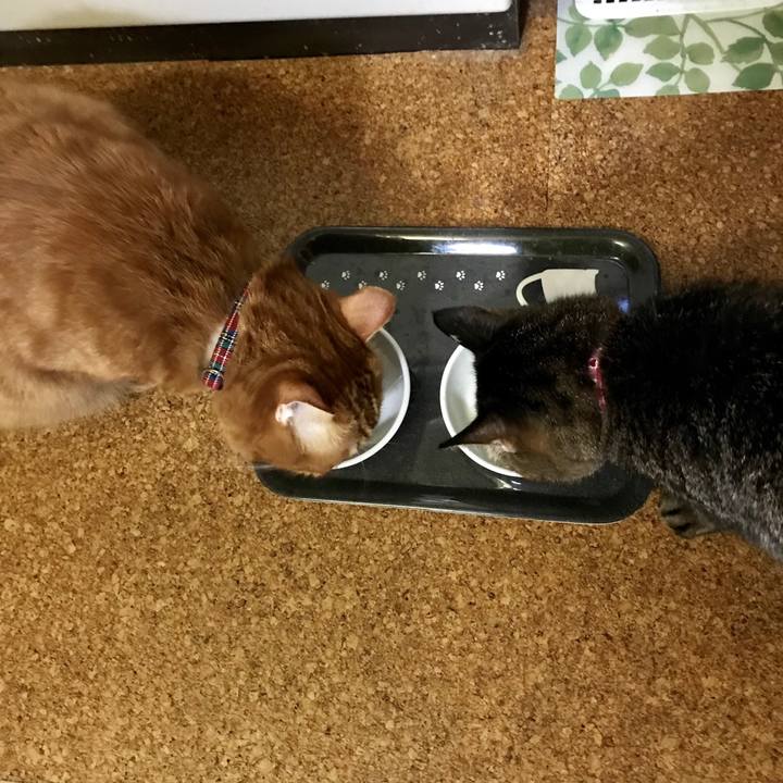 832f991f 933b 41af b42e c390d5c1be60 1540035093864