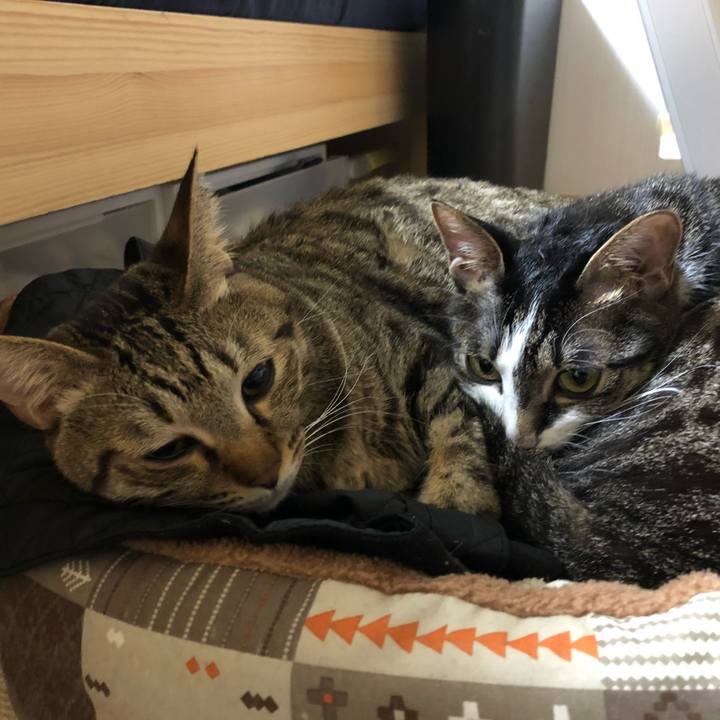 8330851f b8e8 471d b68d 7b0276cbf487 1515420880232