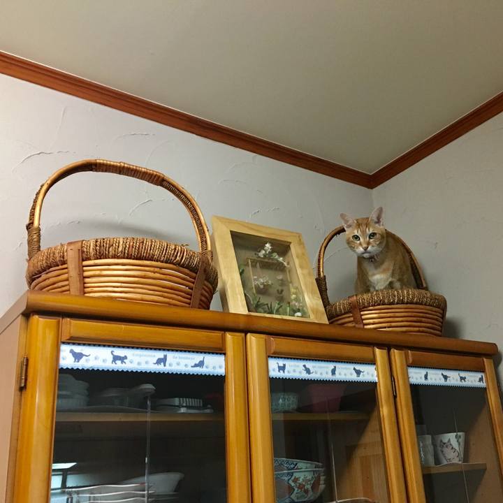 833ac738 5fdb 4a14 bb0b f8c650c3b49c 1545146473643