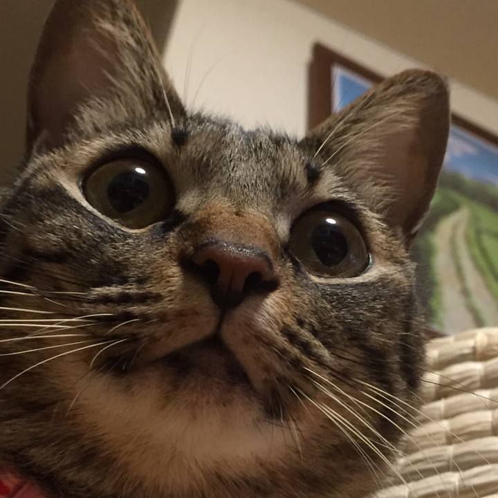 833c9732 5c77 475d abc3 86a6555f4fd0 1515762361041