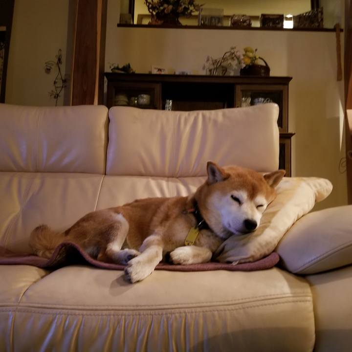 833db886 36f8 488c b88f f77f1b3815eb 1617273193825