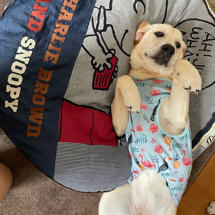 83451dd9 4b67 4fd0 ad31 39a3a113e06b 1623912084333