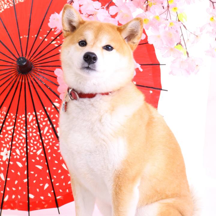 83461e91 6509 447f b8c0 14e2d57911cd 1516576414011