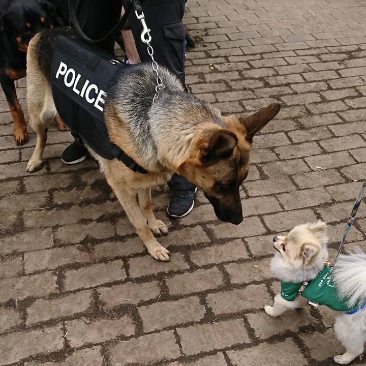 834b6a7a c443 408d ba37 07e28b67c975 1526171889582