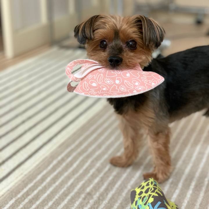 834c0f50 4c0a 4fab aed5 200267096b97 1619237118863