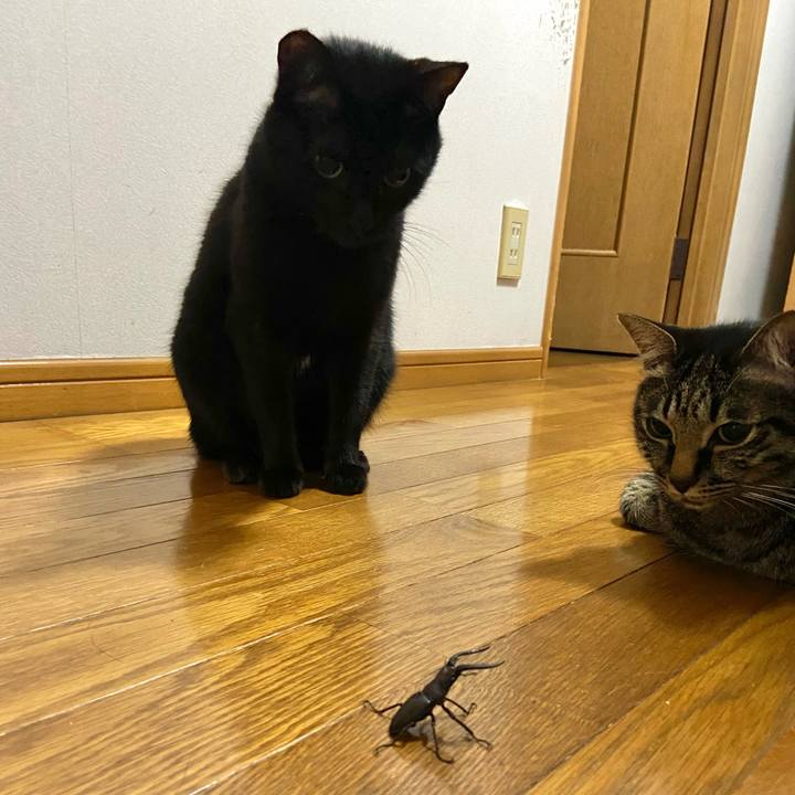 834dcf71 2062 410c abbb be4d5c16b448 1688566129289