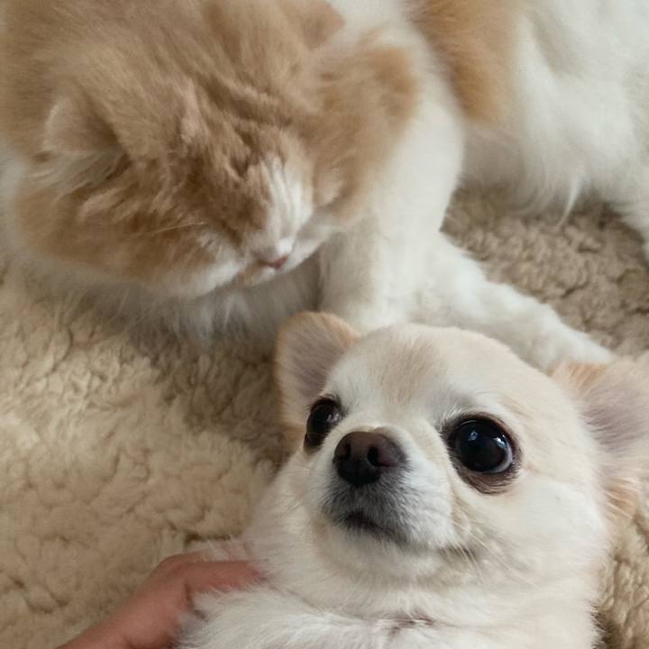 8351adce e802 4efa 871c 77cb94a534b1 1668948411530