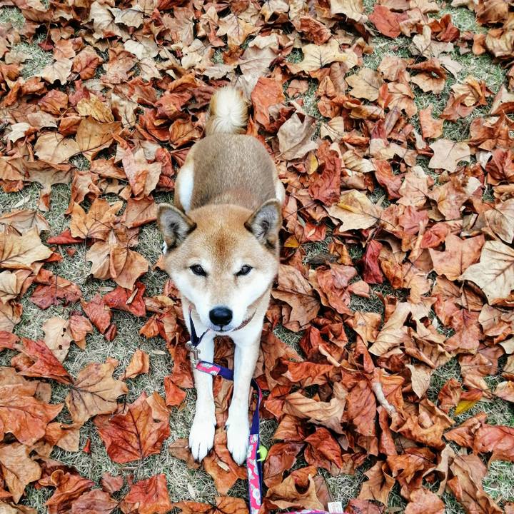 835223f8 9584 4e7e 942a 4433008c726d 1605829955963