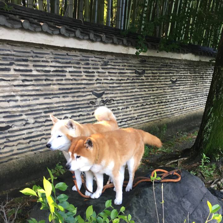 835457b2 e291 4b92 8b02 9498ed12ac6e 1526441810818